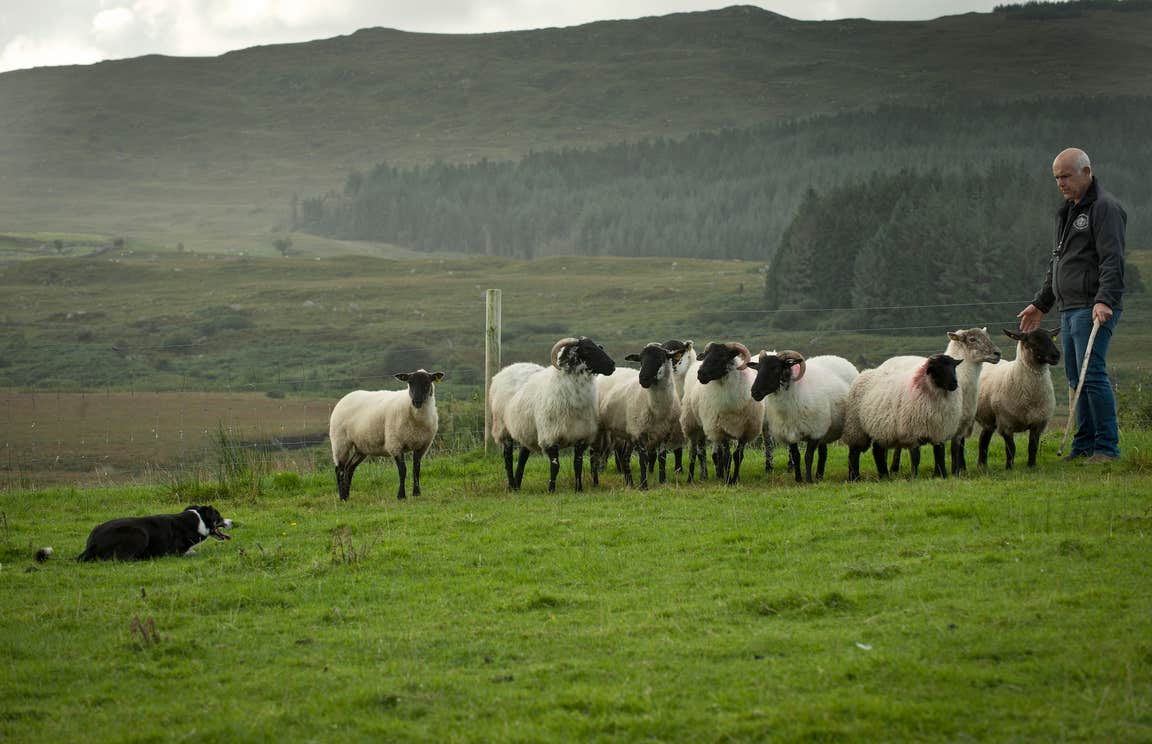 Connemara Sheep and Wool Centre